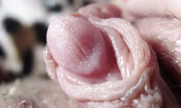 Клитор крупно - Ласки клитора крупным планом на видео